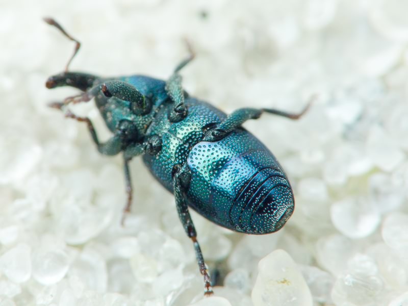 Aulacobaris picicornis (Marsham, 1802)